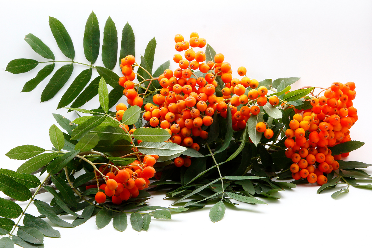 are mountain ash tree berries toxic to dogs