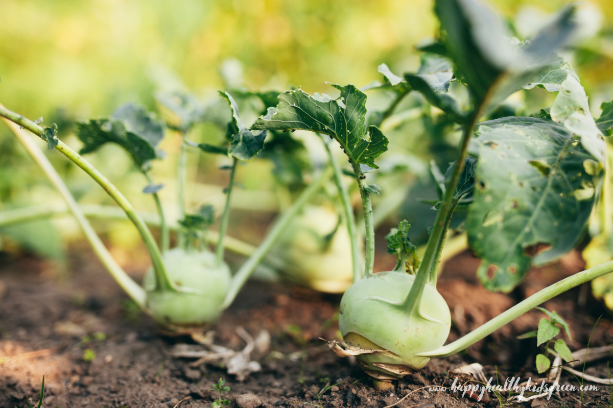 KOHLRABI - Happy Healthy Kids